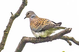 turtle dove